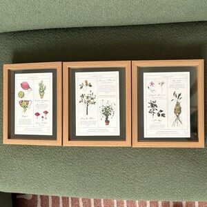 Set of 3 Harry Potter Herbology Nursery Art